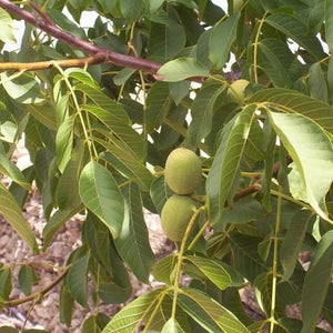 Noyer des Carpates, Juglans regia (English walnut) 5a-5b