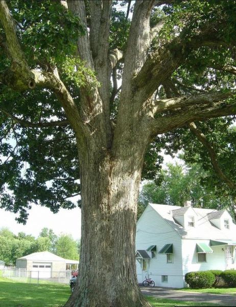 Chinquapin Oak, Quercus Muehlenbergii – Nutcracker Nursery & Tree Farm