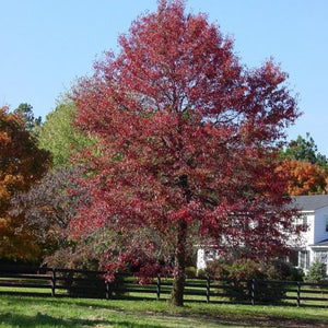 Tupelo ou Nyssa sylvestre, Nyssa sylvatica, (Black Gum)