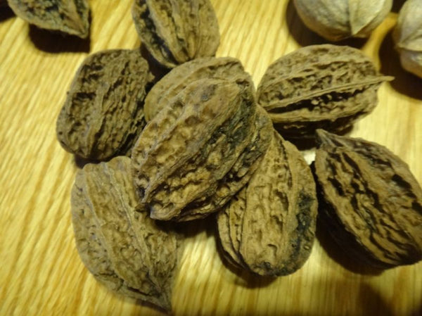 Noyer hybride ''Morgan'' Juglans cinerea X Juglans ailantifolia var. cordiformis 4b