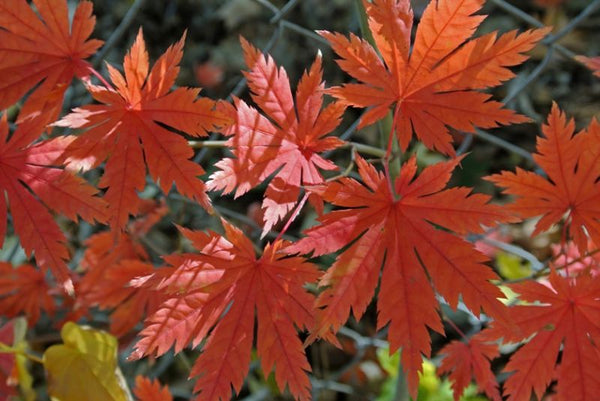 Érable de Corée (Acer pseudosieboldianum)