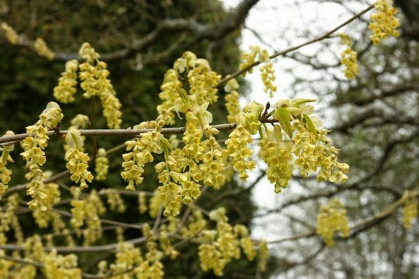 Cornelian Cherry (cornus mas)
