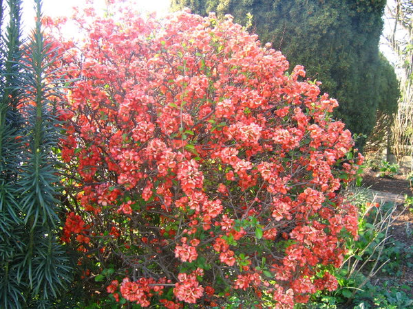 Semis de cognassier remarquable (chaeanomeles speciosa)