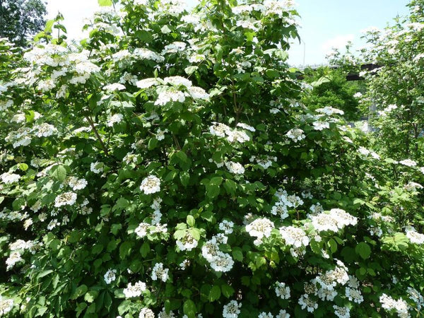 Viorne trilobée, (viburnum trilobum)