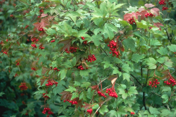 Viorne trilobée, (viburnum trilobum)