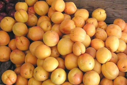 HARCOT apricot tree (prunus armeniaca)