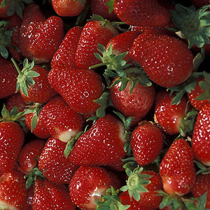 Fraisier 'Wendy'