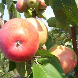 Pommier Norland