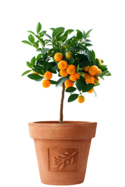 Tangerine Ponkan