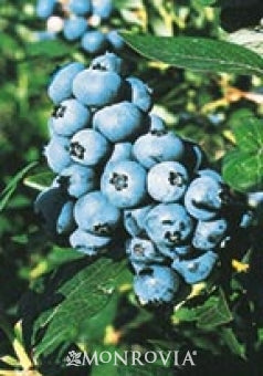 Bleuetier Duke