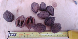Noyer hybride Fioka