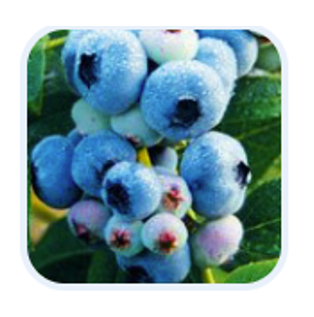BLUERAY blueberry