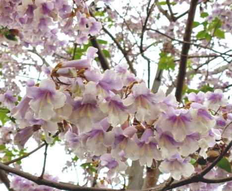 Paulownia MYSTÈRE