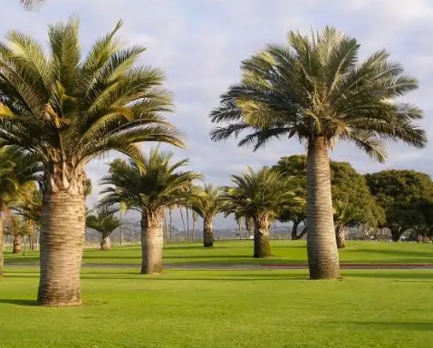 Jubaea chilensis – Chilean wine palm / Honey palm