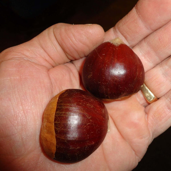 Colossal Chestnut Seedling (Castanea Crenata X Sativa)