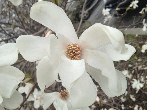 Magnolia x loebneri 