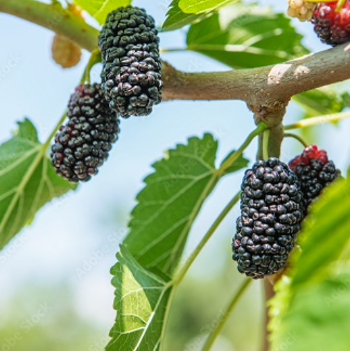GERARDI mulberry tree