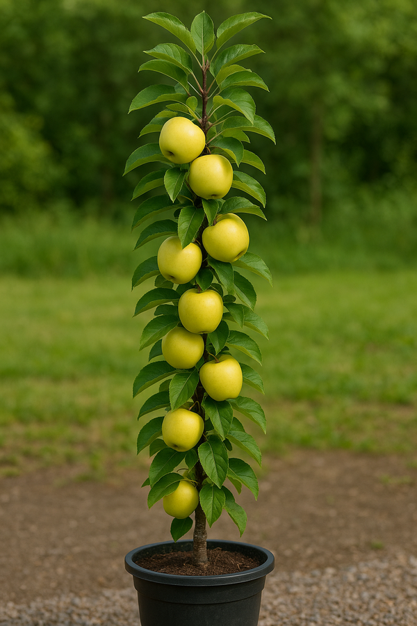 GOLDEN TREAT columnar apple