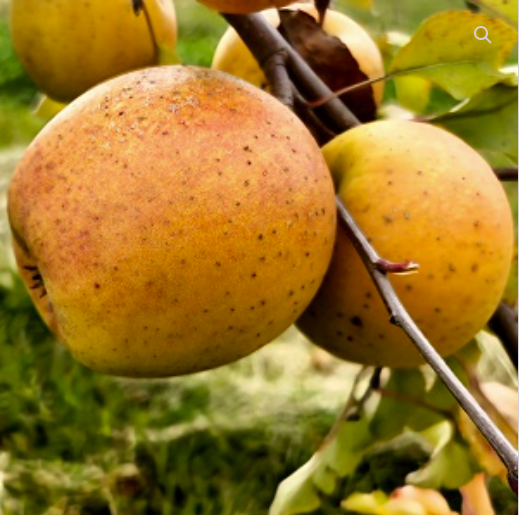 Apple GOLDRUSH Semi-Dwarf (G969)