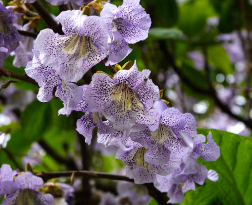 Paulownia MYSTÈRE