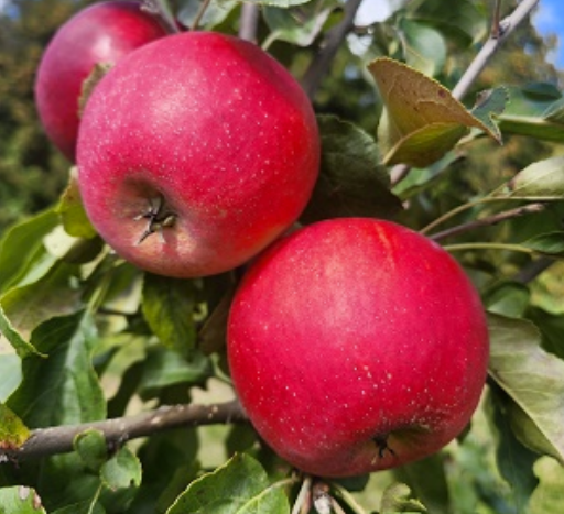 Apple : KINDERKRISP dwarf (B10)
