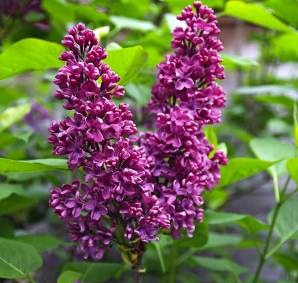 Syringa vulgaris - MONGE