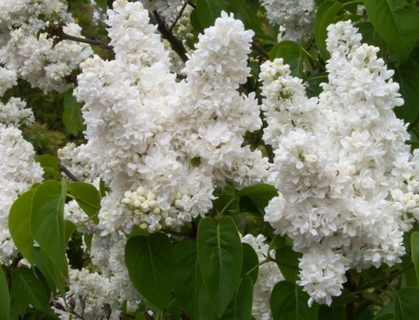 Syringa vulgaris - MONIQUE LEMOINE