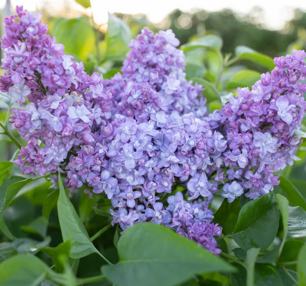 Syringa vulgaris - NADEZHDA