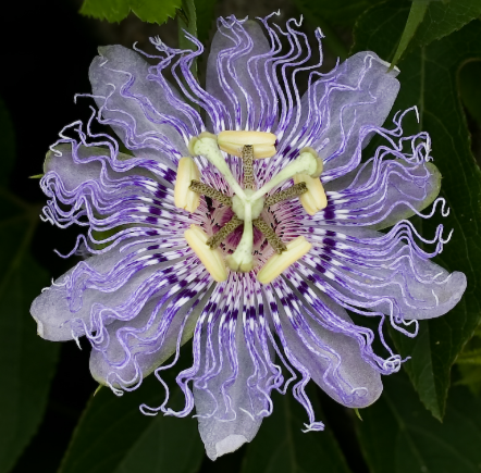 Passiflora incarnata
