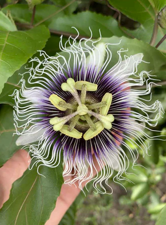 Passion fruit – Passiflora edulis