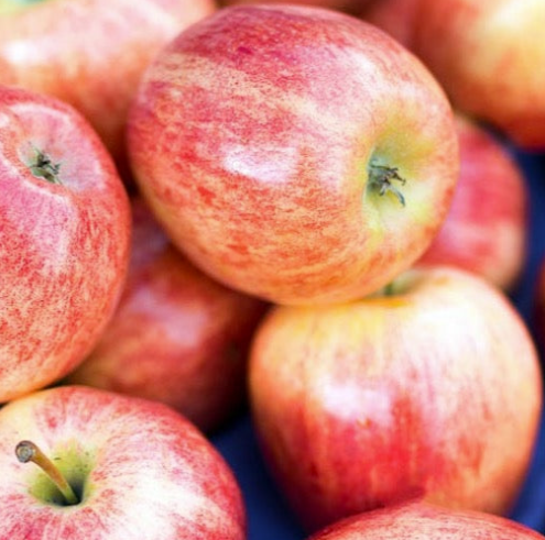 PINK LADY apple tree DWARF (M27)