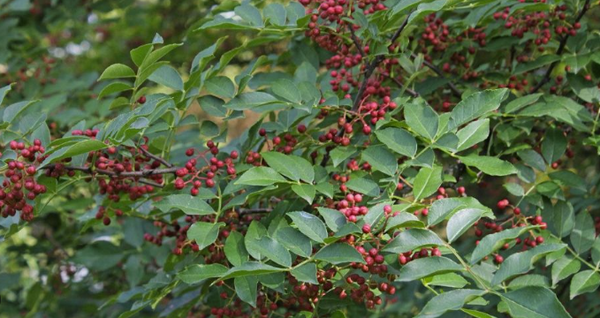 Poivre de Sichuan - Zanthoxylum piperitum