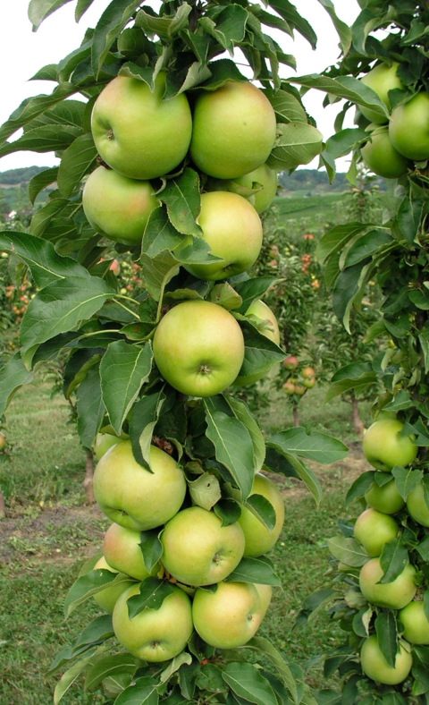 TANGY GREEN columnar apple tree