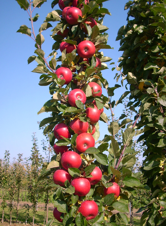 Tasty Red columnar apple