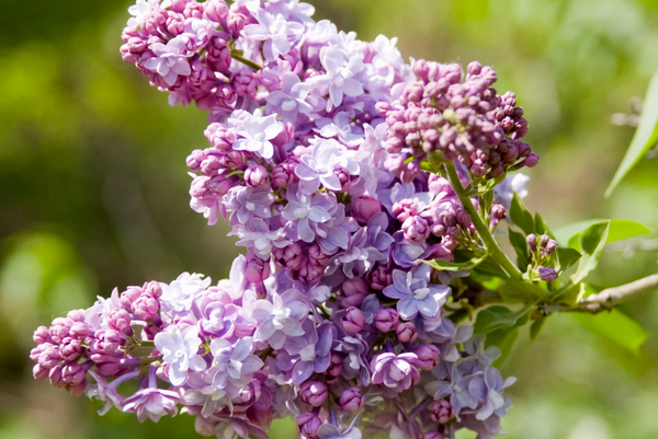 Syringa vulgaris - PRESIDENT GREVY