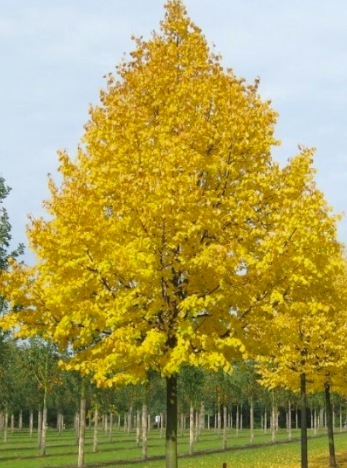 GREENSPIRE little-leaf linden