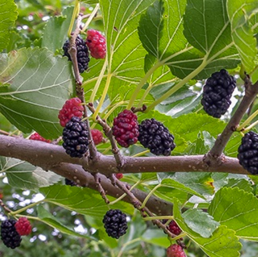 TRADER mulberry tree