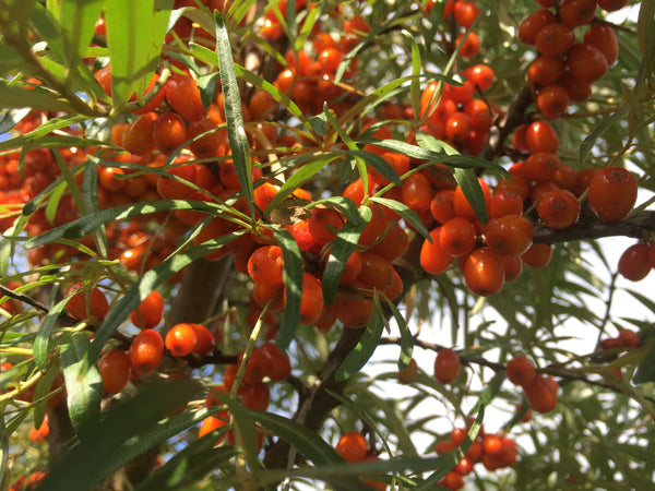 TATIANA sea buckthorn