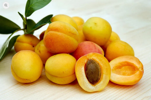 BLENHEIM apricot semi-dwarf