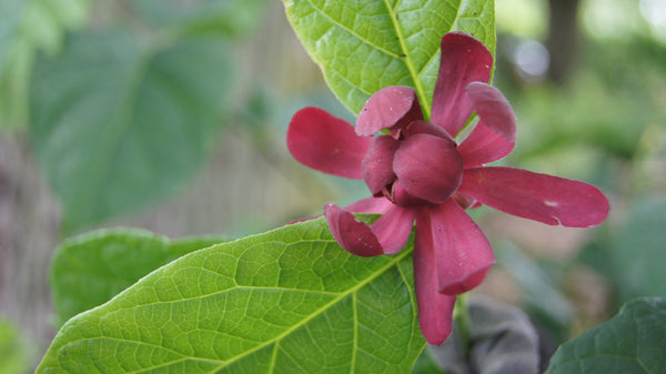 Calycanthus Floridus