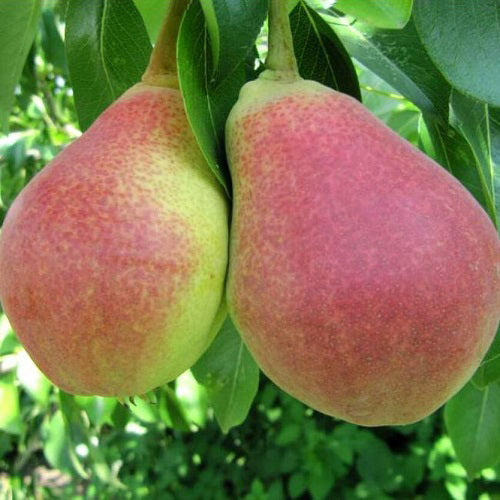 Poirier 'Favoritka' standard P. Ussuriensis