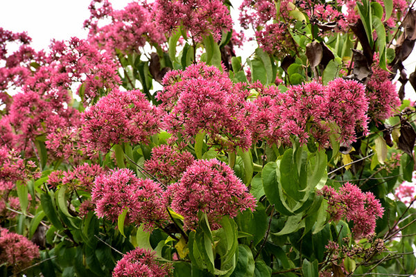 Heptacodium 'Temple of Bloom' seven-son flower