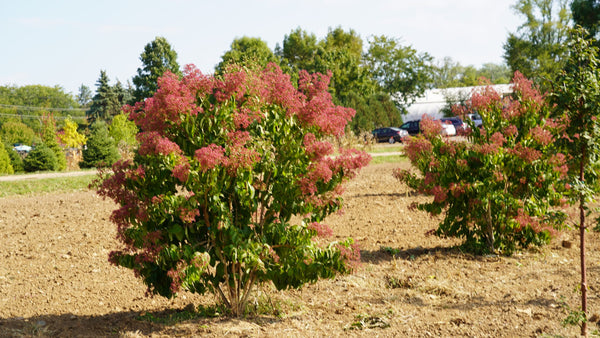 Heptacodium 'Temple of Bloom' seven-son flower