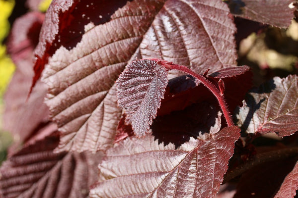 red leaves Hybrid hazelnut (Corylus Maxima Purpurea)