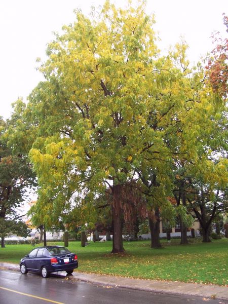 Noyer noir (non sélectionné), Juglans nigra (Black Walnut) 3b-4a