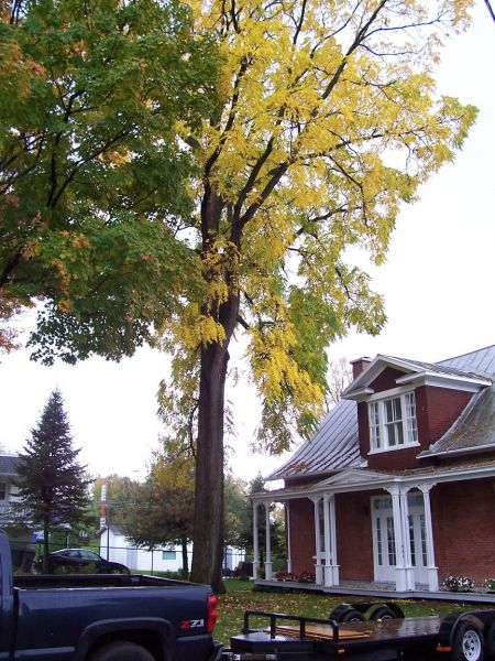 Noyer noir (non sélectionné), Juglans nigra (Black Walnut) 3b-4a