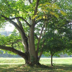 Noyer Hybride Mitchell, Juglans cinerea X Juglans ailantifolia (Buartnut) 4b