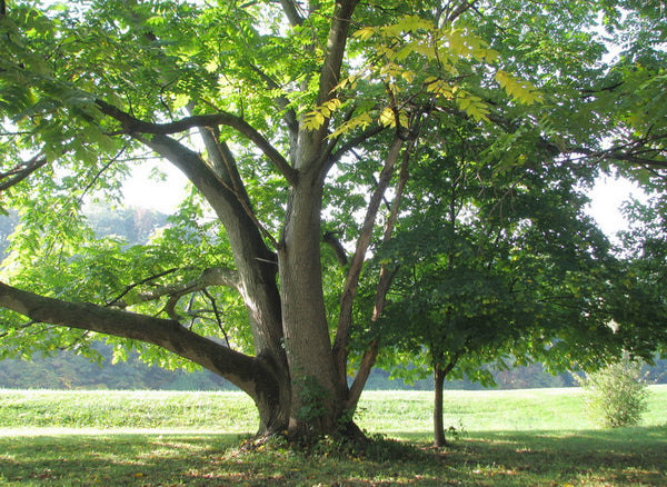 Noyer Hybride Mitchell, Juglans cinerea X Juglans ailantifolia (Buartnut) 4b