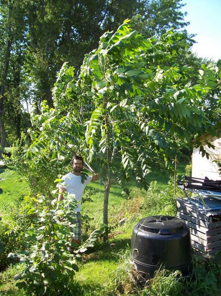 Walnut trees