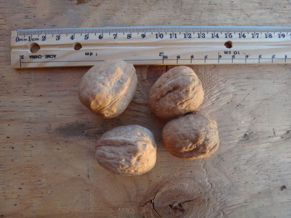 Noyer des Carpates, Juglans regia (English walnut) 5a-5b